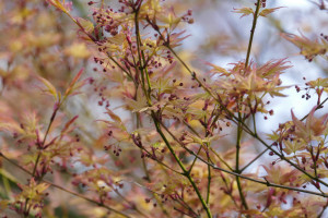 Acer palmatum Tori Nishiki              